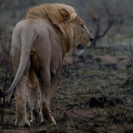Sediba Luxury Safari Lodge 벨게본든 수렵 금지 구역 외부 사진
